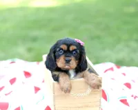 Nova, a female Cavalier King Charles Spaniel for sale in Syracuse, IN – 3 of 3