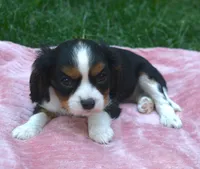 Lance, a male Cavalier King Charles Spaniel for sale in Syracuse, IN – Photo 2 of 3