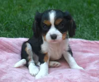 Lance, a male Cavalier King Charles Spaniel for sale in Syracuse, IN – Photo 3 of 3
