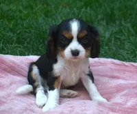 Lance, a male Cavalier King Charles Spaniel for sale in Syracuse, IN – Photo 1 of 3