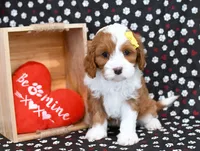 Reena, a female Cavapoo for sale in Syracuse, IN – Photo 2 of 3