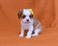Kelsea, a female Cavalier King Charles Spaniel for sale in Syracuse, IN – Photo 3 of 3