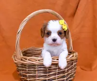 Kelsea, a female Cavalier King Charles Spaniel for sale in Syracuse, IN – Photo 1 of 3