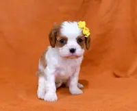Kelsea, a female Cavalier King Charles Spaniel for sale in Syracuse, IN – Photo 2 of 3