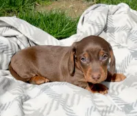 Marco, a male Miniature Dachshund for sale in Syracuse, IN – Photo 3 of 3