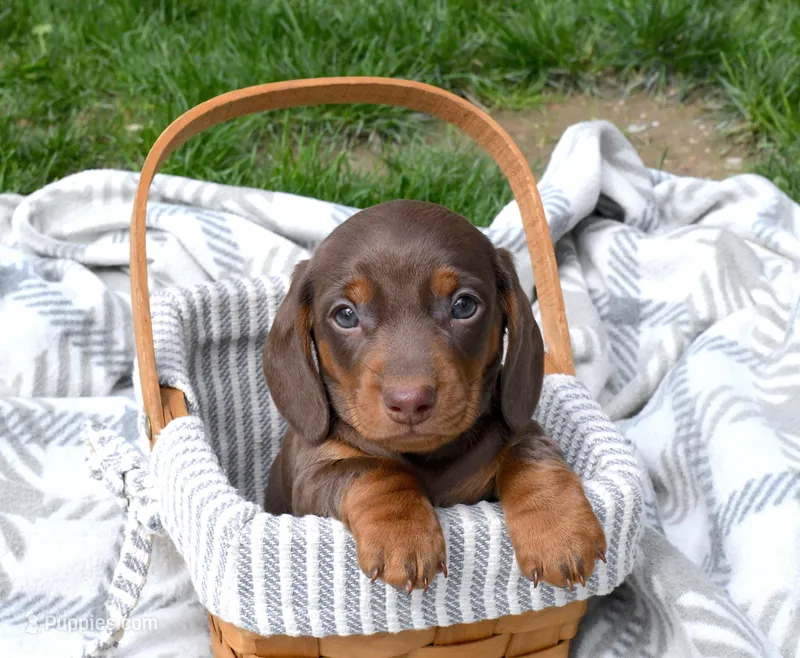 Marco – Miniature Dachshund puppy for sale in Syracuse, IN