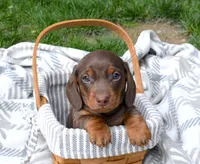 Marco, a male Miniature Dachshund for sale in Syracuse, IN – Photo 1 of 3