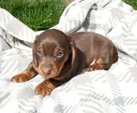 Marco, a male Miniature Dachshund for sale in Syracuse, IN – Photo 2 of 3