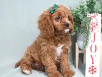 Hadley, a female Cavapoo for sale in Syracuse, IN – Photo 3 of 6