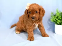 Hadley, a female Cavapoo for sale in Syracuse, IN – Photo 6 of 6