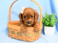 Hadley, a female Cavapoo for sale in Syracuse, IN – Photo 4 of 6