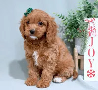 Hadley, a female Cavapoo for sale in Syracuse, IN – Photo 2 of 6