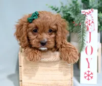 Hadley, a female Cavapoo for sale in Syracuse, IN – Photo 1 of 6