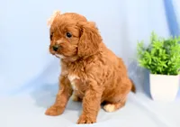 Hadley, a female Cavapoo for sale in Syracuse, IN – Photo 5 of 6