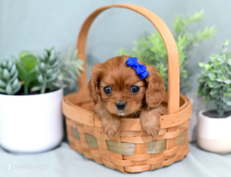 Dani – Cavalier King Charles Spaniel puppy for sale in Syracuse, IN