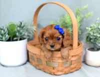 Dani, a female Cavalier King Charles Spaniel for sale in Syracuse, IN – 1 of 2