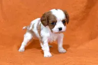 Kaiser, a male Cavalier King Charles Spaniel for sale in Syracuse, IN – Photo 2 of 3