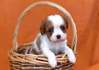 Kaiser, a male Cavalier King Charles Spaniel for sale in Syracuse, IN – Photo 1 of 3