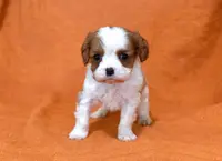 Kaiser, a male Cavalier King Charles Spaniel for sale in Syracuse, IN – Photo 3 of 3