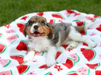 Maddie, a female Cavalier King Charles Spaniel for sale in Syracuse, IN – 3 of 3