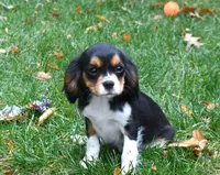 Liam, a male Cavalier King Charles Spaniel for sale in Syracuse, IN – Photo 1 of 5