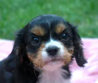 Liam, a male Cavalier King Charles Spaniel for sale in Syracuse, IN – Photo 5 of 5