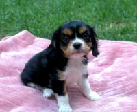 Liam, a male Cavalier King Charles Spaniel for sale in Syracuse, IN – Photo 3 of 5