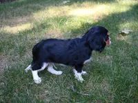 Liam, a male Cavalier King Charles Spaniel for sale in Syracuse, IN – Photo 4 of 5