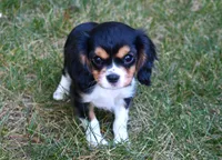 Liam, a male Cavalier King Charles Spaniel for sale in Syracuse, IN – Photo 2 of 5