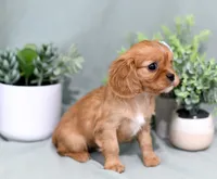 Dixie, a female Cavalier King Charles Spaniel for sale in Syracuse, IN – 2 of 2