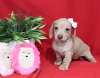 Dawn, a female Miniature Dachshund for sale in Syracuse, IN – Photo 4 of 5