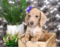 Dawn, a female Miniature Dachshund for sale in Syracuse, IN – Photo 1 of 5