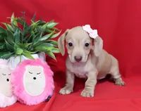 Dawn, a female Miniature Dachshund for sale in Syracuse, IN – Photo 5 of 5