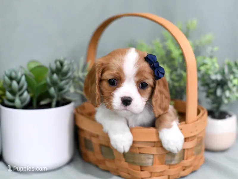 Debbie – Cavalier King Charles Spaniel puppy for sale in Syracuse, IN