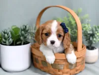 Debbie, a female Cavalier King Charles Spaniel for sale in Syracuse, IN – 1 of 2
