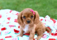Marcie, a female Cavalier King Charles Spaniel for sale in Syracuse, IN – 3 of 3