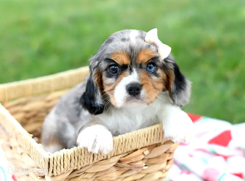 Maddie – Cavalier King Charles Spaniel puppy for sale in Syracuse, IN