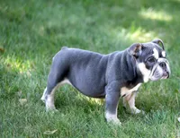 Remy, a female Olde English Bulldogge for sale in Syracuse, IN – 3 of 5