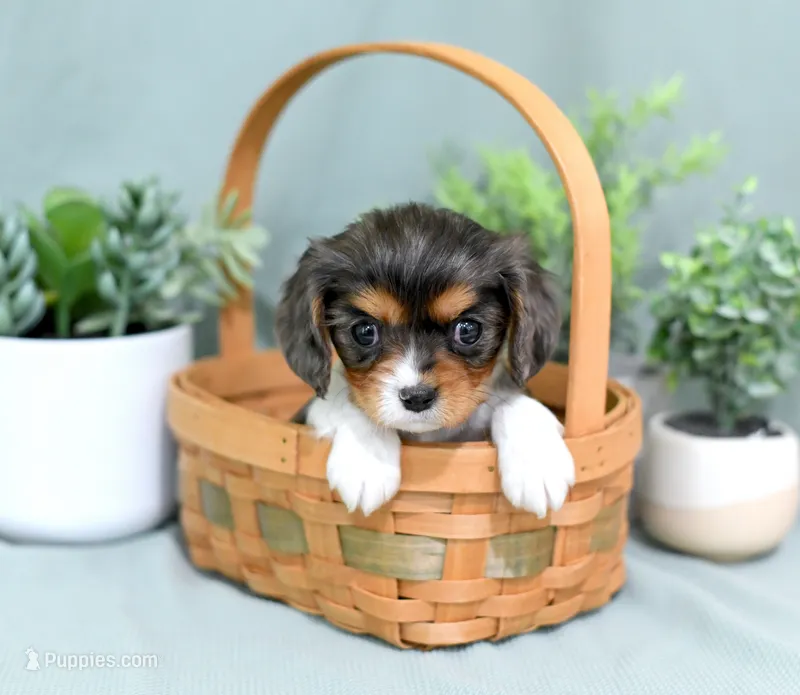 Dominic – Cavalier King Charles Spaniel puppy for sale in Syracuse, IN