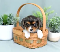 Dominic, a male Cavalier King Charles Spaniel for sale in Syracuse, IN – 1 of 2