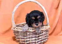 Kaleb, a male Cavalier King Charles Spaniel for sale in Syracuse, IN – Photo 1 of 3