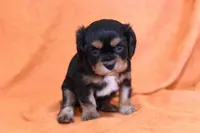 Kaleb, a male Cavalier King Charles Spaniel for sale in Syracuse, IN – Photo 3 of 3