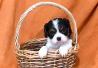Keegan, a male Cavalier King Charles Spaniel for sale in Syracuse, IN – Photo 7 of 9
