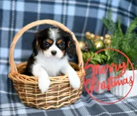 Keegan, a male Cavalier King Charles Spaniel for sale in Syracuse, IN – Photo 4 of 9