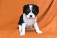 Keegan, a male Cavalier King Charles Spaniel for sale in Syracuse, IN – Photo 8 of 9