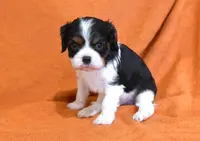 Keegan, a male Cavalier King Charles Spaniel for sale in Syracuse, IN – Photo 9 of 9
