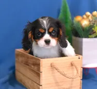 Keegan, a male Cavalier King Charles Spaniel for sale in Syracuse, IN – Photo 1 of 9