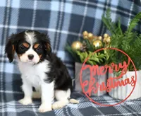 Keegan, a male Cavalier King Charles Spaniel for sale in Syracuse, IN – Photo 6 of 9