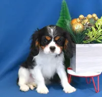 Keegan, a male Cavalier King Charles Spaniel for sale in Syracuse, IN – Photo 3 of 9
