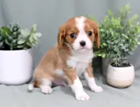Dusty, a male Cavalier King Charles Spaniel for sale in Syracuse, IN – 2 of 3